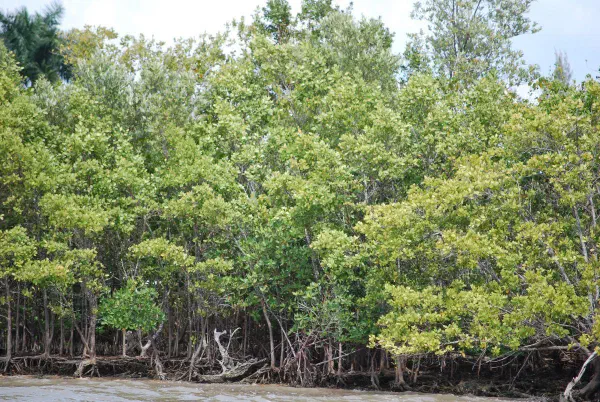 There are actually between ten and sixteen thousand island depending on the water level. Even one solitary tree counts as an island. The islands consist of three types of mangrove trees: red, white and black.