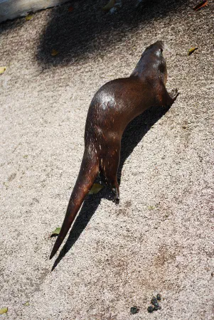 North American river otter