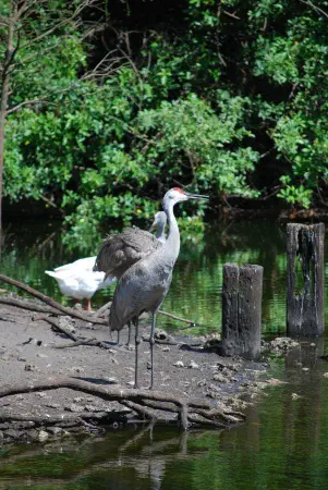 Sandhill cranes (Canadese kraanvogel) and a domestic goose