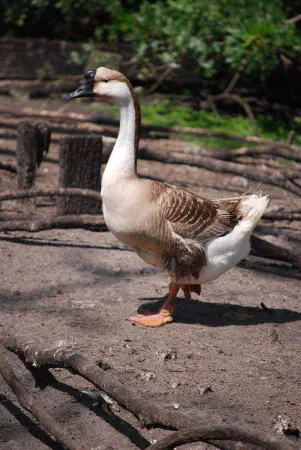 Swan goose (zwaangans)