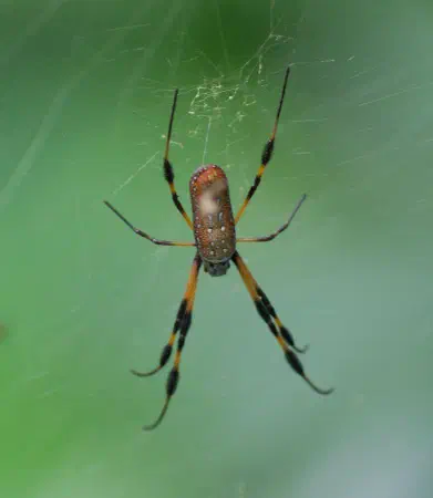 Golden silk orb-weaver (gouden zijdespin)