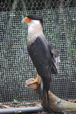 Crested caracara