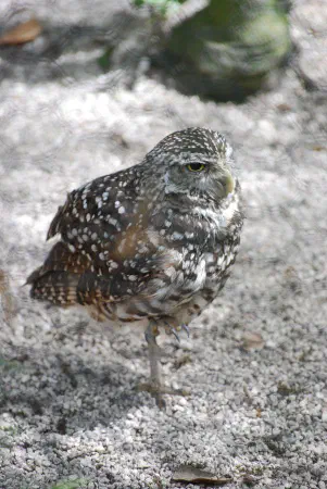 Burrowing owl (holenuil)