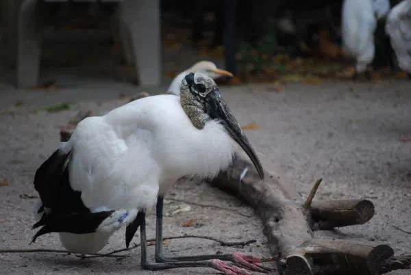 Wood stork (kaalkopooievaar)