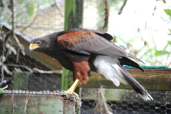 Harris hawk (woestijnbuizerd)