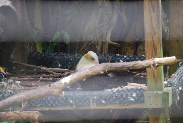 Bald eagle (Amerikaanse zeearend)