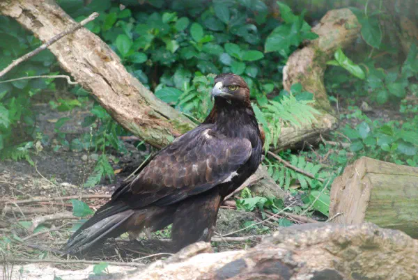 Golden eagle (steenarend)