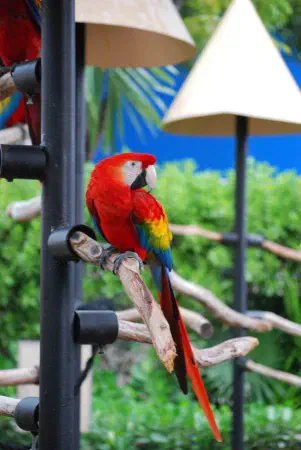 Scarlet macaw (geelvleugelara)
