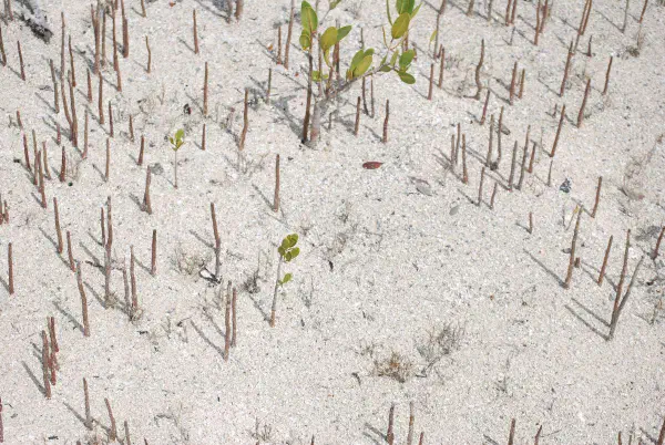 Mangrove tree roots