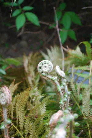 Dryopteris affinis (sacly male fern / geschubde mannetjesvaren)