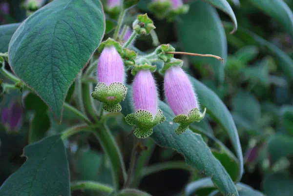 Kohleria digitaliflora