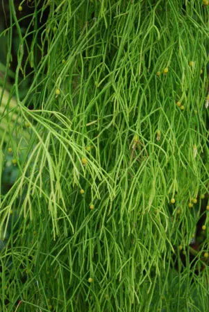 Rhipsalis campos-portoana (mistletoe cactus)