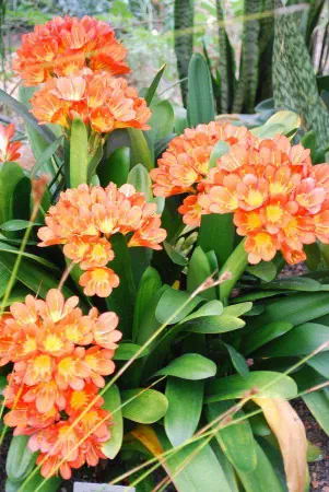 Clivia miniata (Natal lily / bush lily / boslelie)