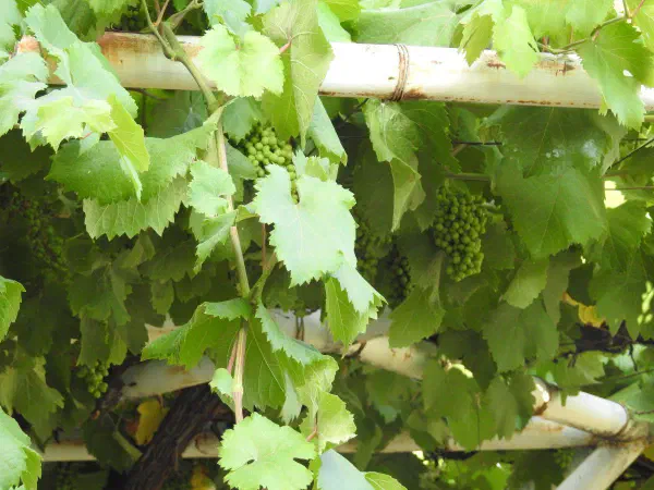 Grapes are found everywhere around the region