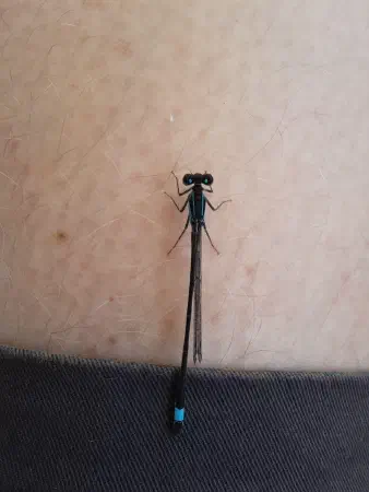I got company from a Blue-tailed damselfly (lantaarntje)
