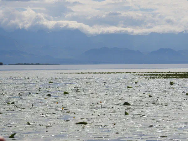 Huge fields of water lilies