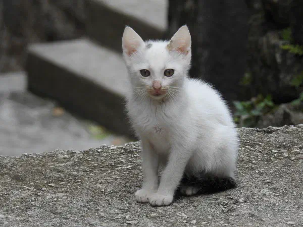 Many stray cats and dogs can be found nearly everywhere, but some are so cute!