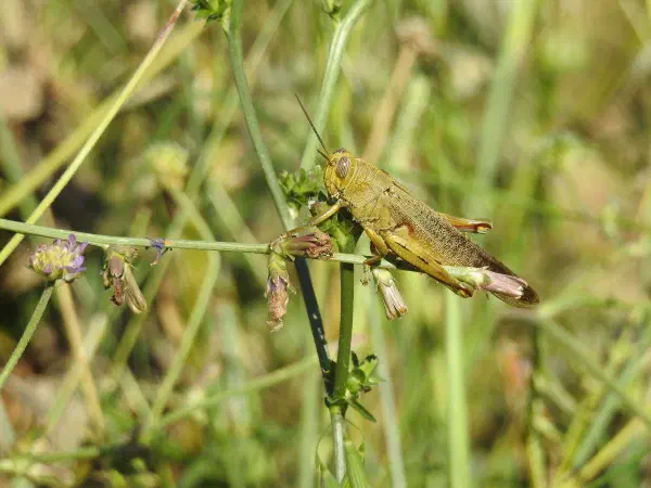 Egyptian grasshopper (Egyptische sprinkhaan)