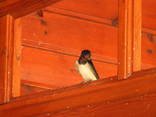 Barn swallow (Boerenzwaluw)