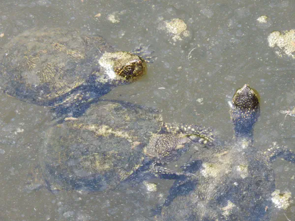 European pond turtle (Europese moerasschildpad)