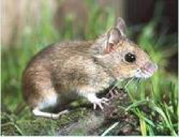 Kleine muis zorgt voor gigantisch probleem