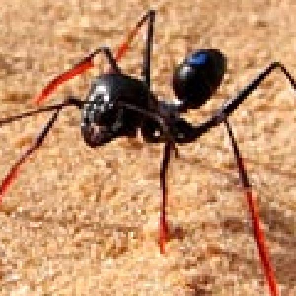 Mieren rekenen afstand uit met poten