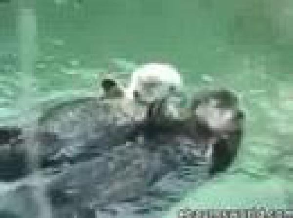 Otters holding hands