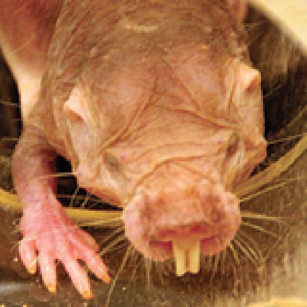 No sex, smaller brains