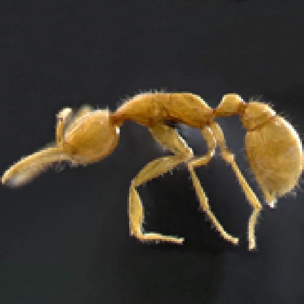 Alien ant