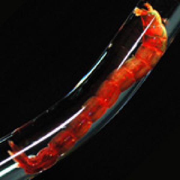 Global warming? Blame the invertebrates!