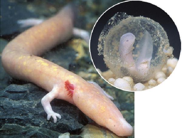 Tiny Amphibian, Long Life