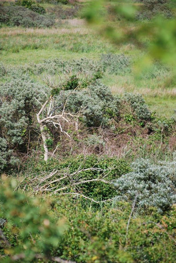 De Kwade Hoek & Gouda