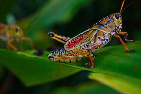 Colorful insects