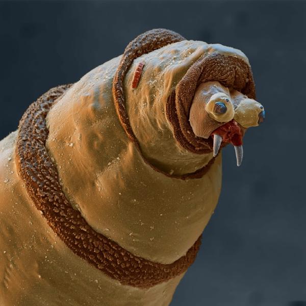 15 Amazing Creatures Are Not Seen Without a Microscope