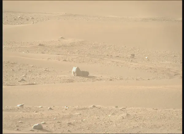 Perseverance Spies The First "Cat" On Mars